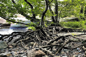 Bilde av Holmer, svaberg og jettegryter